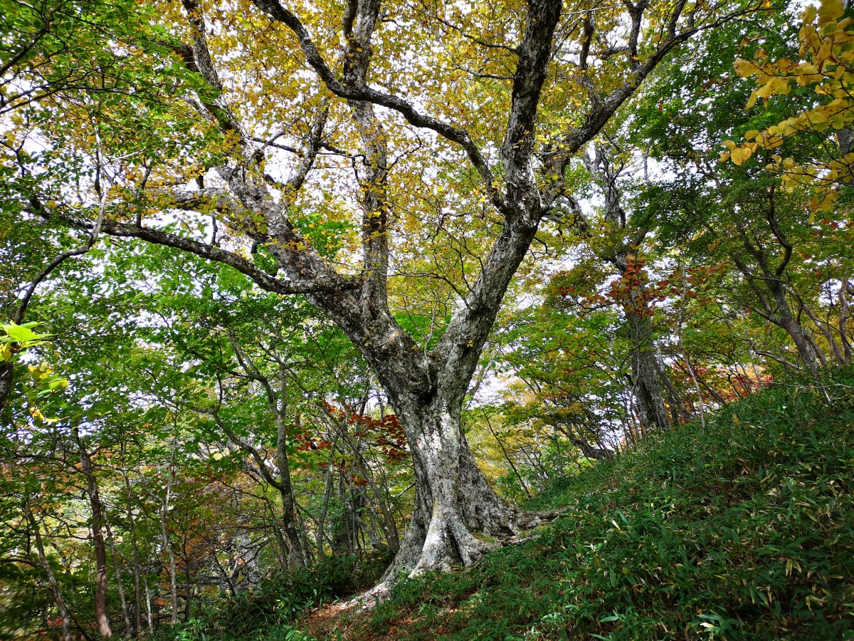 Mt Hiruga (1848m), Nasushiobara City, Tochigi Prefecture, October&nbsp;2020