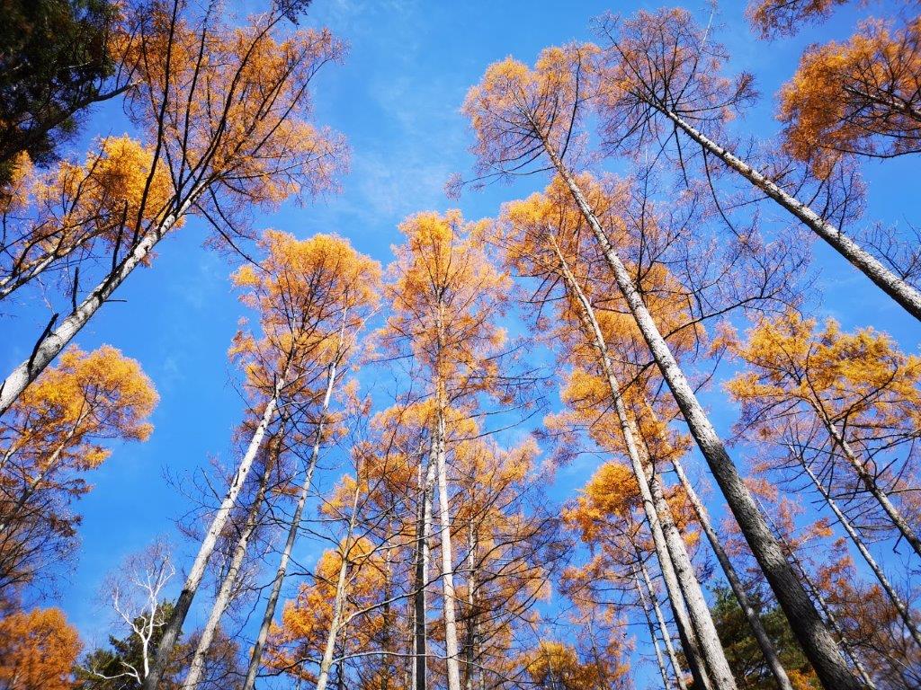 Mt Madarao (1382m), Shinano Town, Nagano Prefecture, November&nbsp;2020