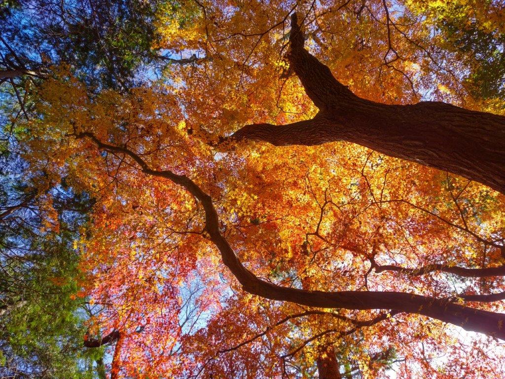 Mt Otaka (493m), Mt Tenkaku (445m) & Mt Kamado (293m), Hanno City, Saitama Prefecture, Sunday, December 10, 2023 [Hanno&nbsp;Alps]