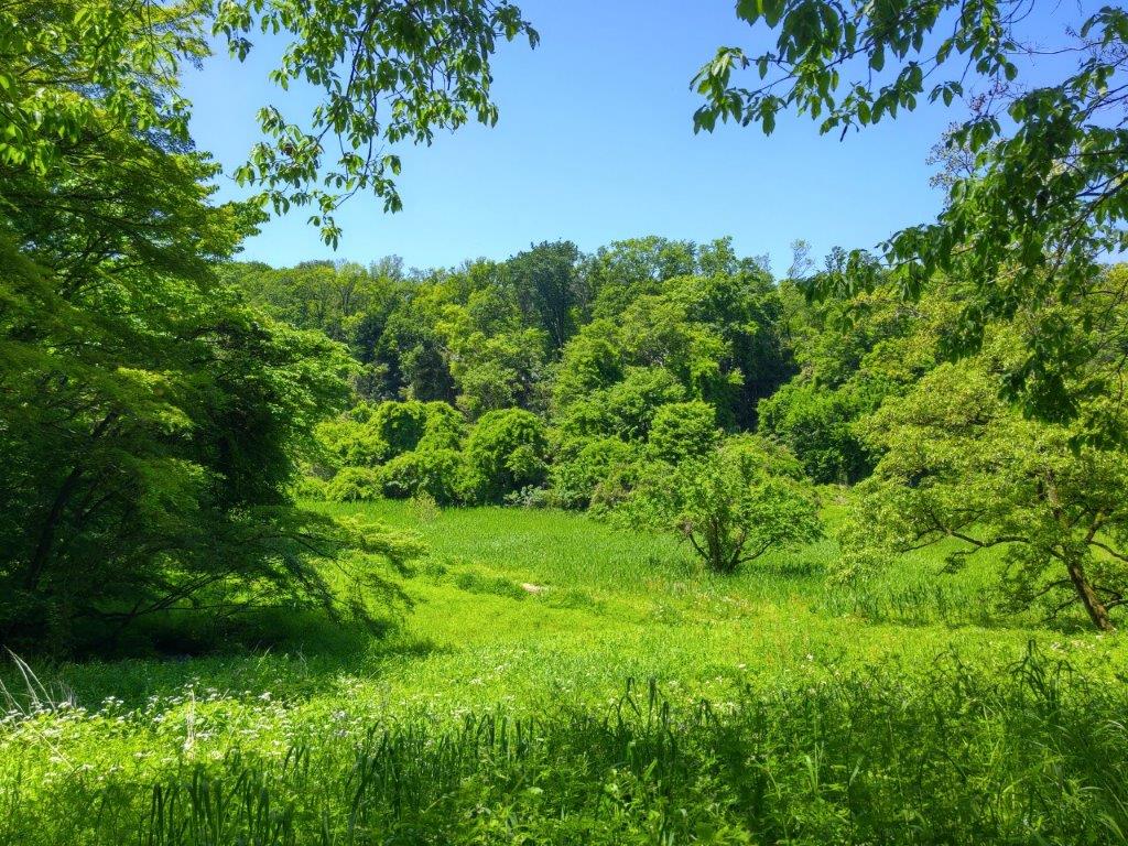 Tsuzura, Oyado & Nishi-Kubo Marshes, Tokorozawa City, Saitama Prefecture, Saturday, May 4,&nbsp;2024