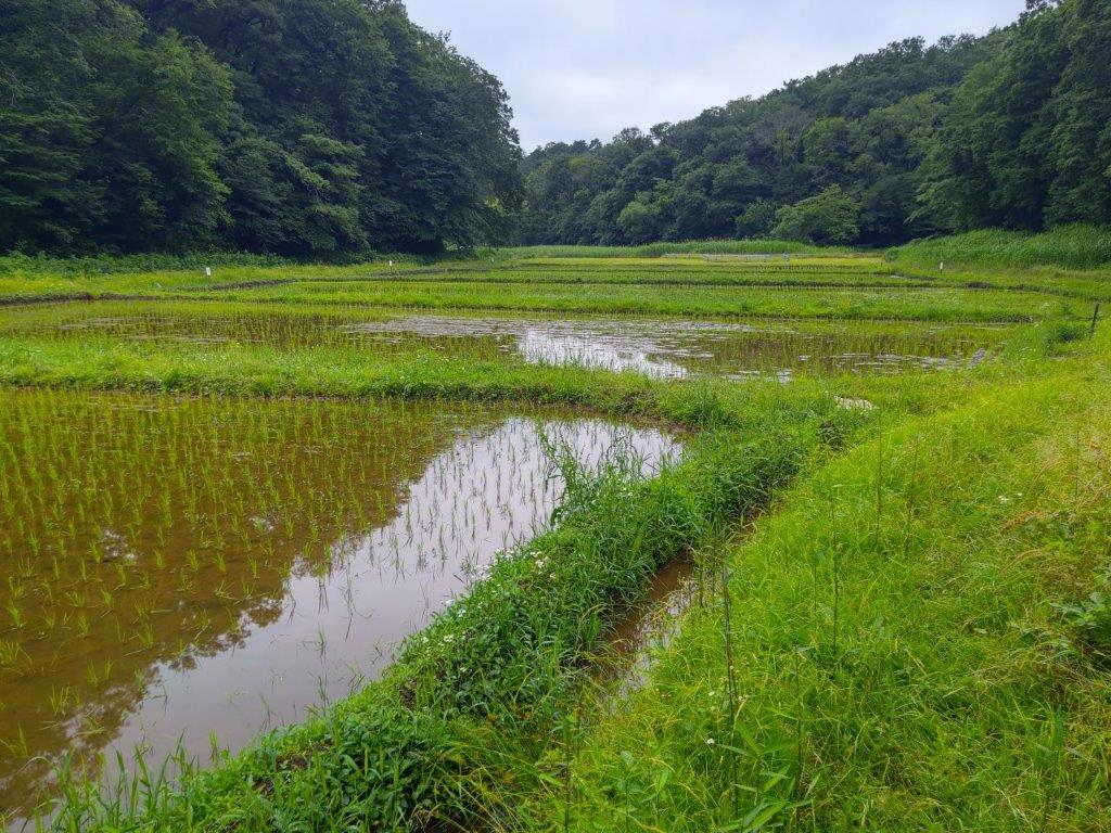 Noyamakita-Rokudoyama Park (Highest Point 194m), Higashi-Murayama City and Mizuho Town, Tokyo Prefecture, Sunday, June 15,&nbsp;2025