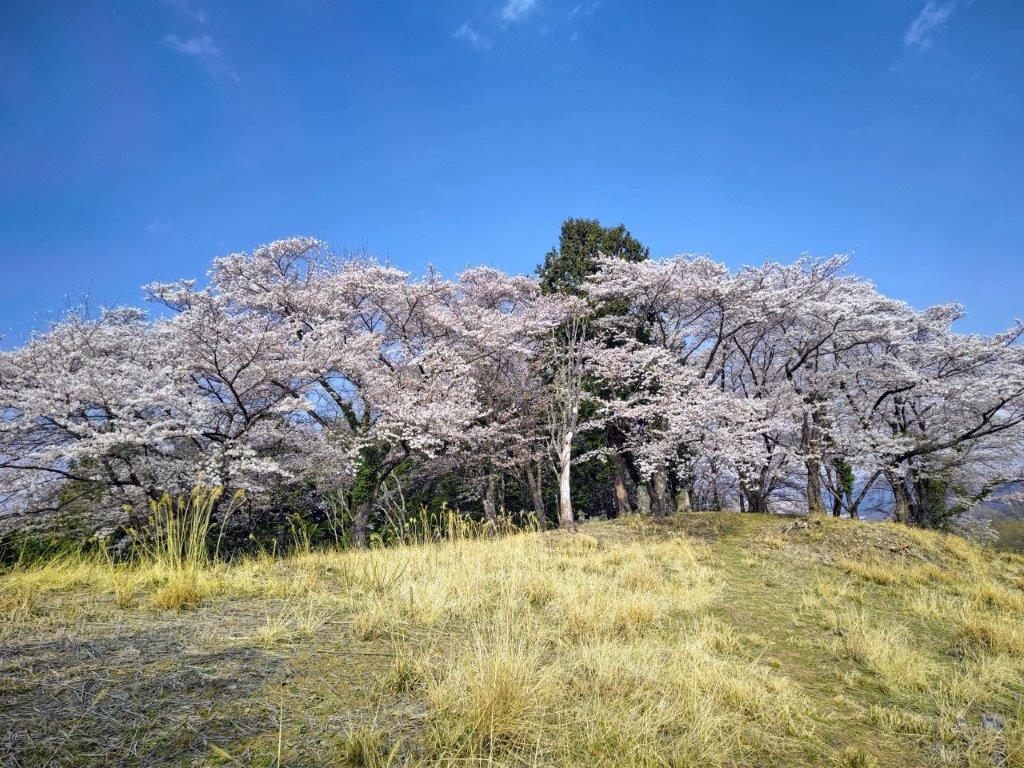 Mt Asama (594m) & Sakura Pass (566m), Ichikawa-Misato Town